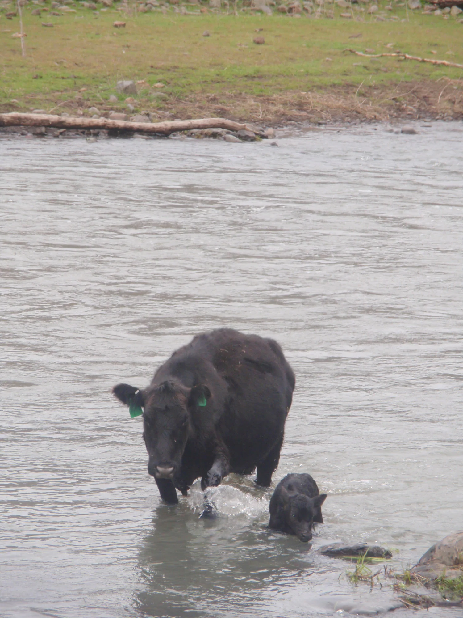 grass-fed-beef-springP4150415.jpg