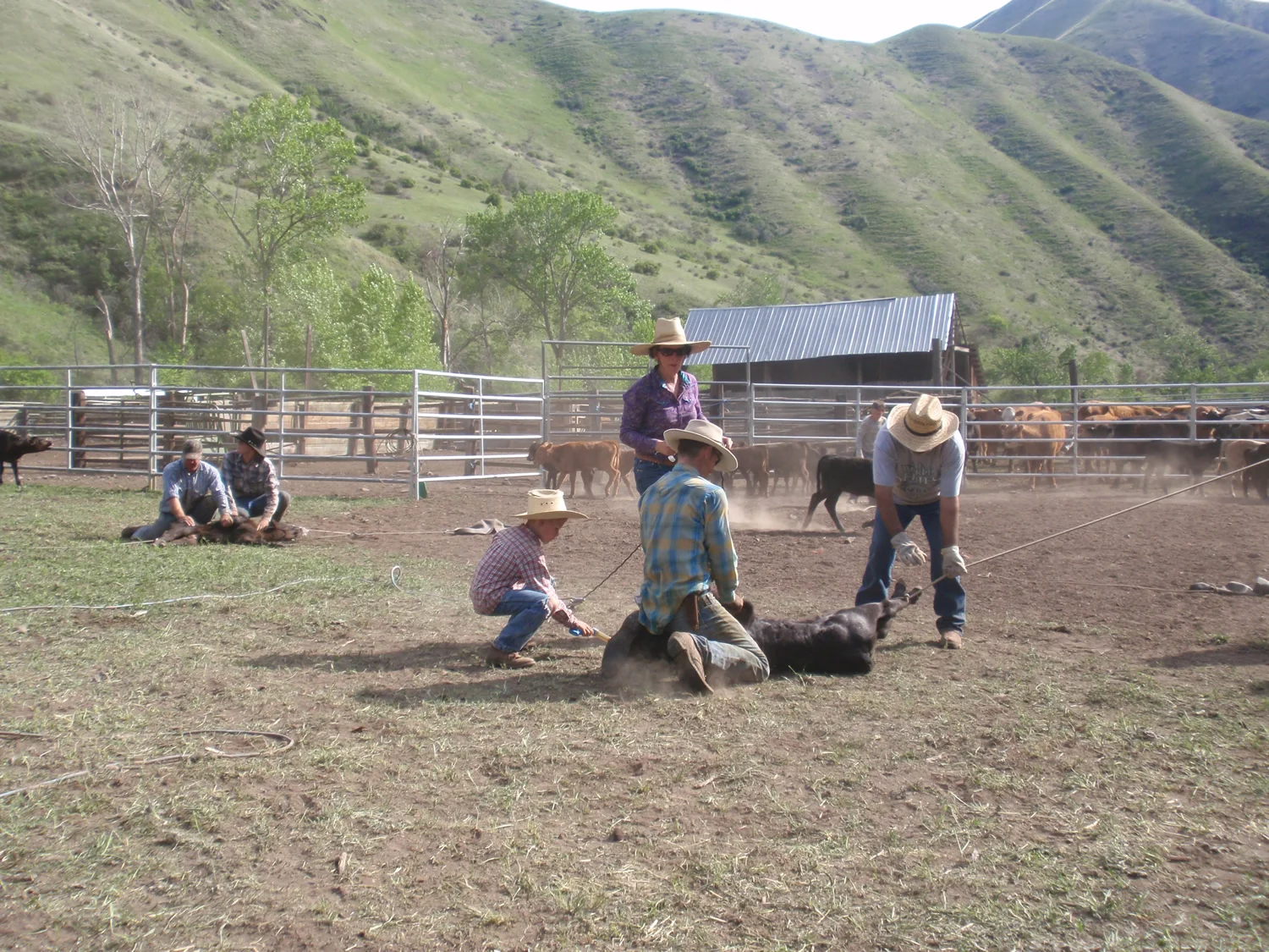 grass-fed-beef-springP5150074.jpg