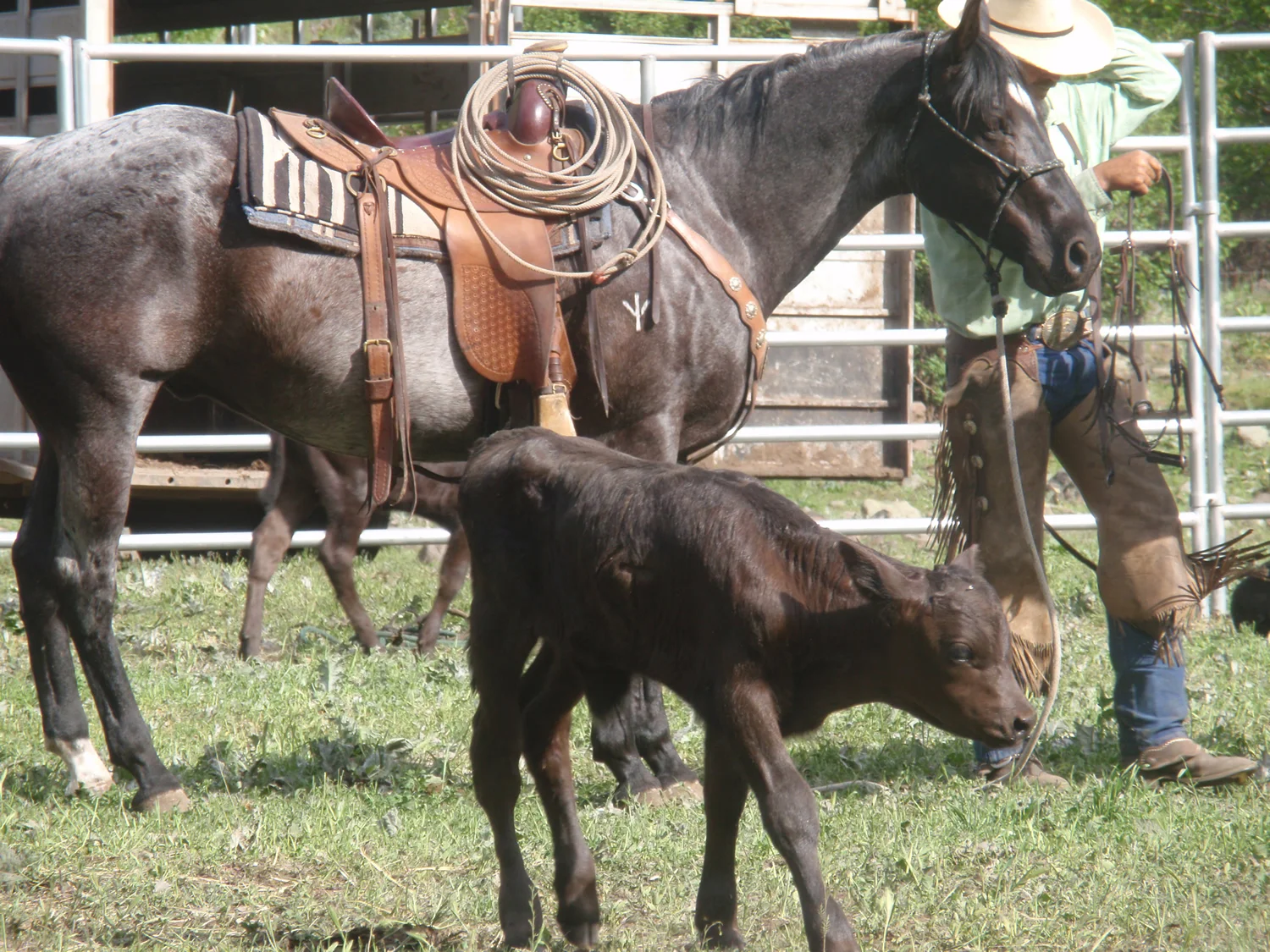 grass-fed-beef-springP5150094.jpg