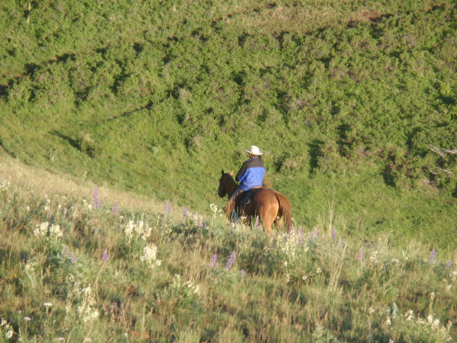grass-fed-beef-springP6120186.jpg