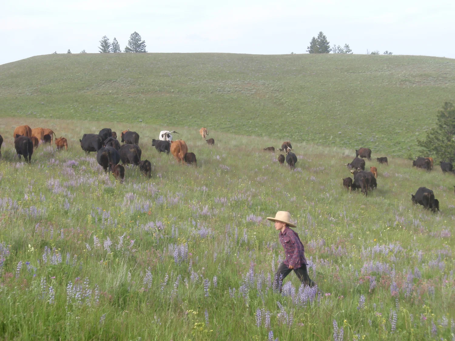 grass-fed-beef-springP6280226.jpg
