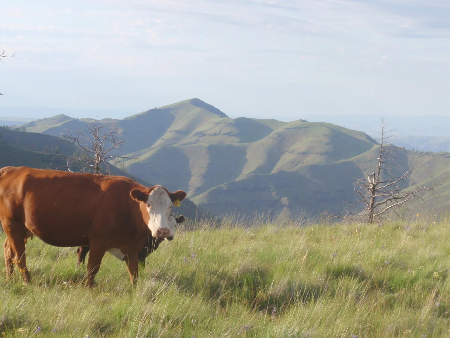 grass-fed-beef-summerP7010218.jpg