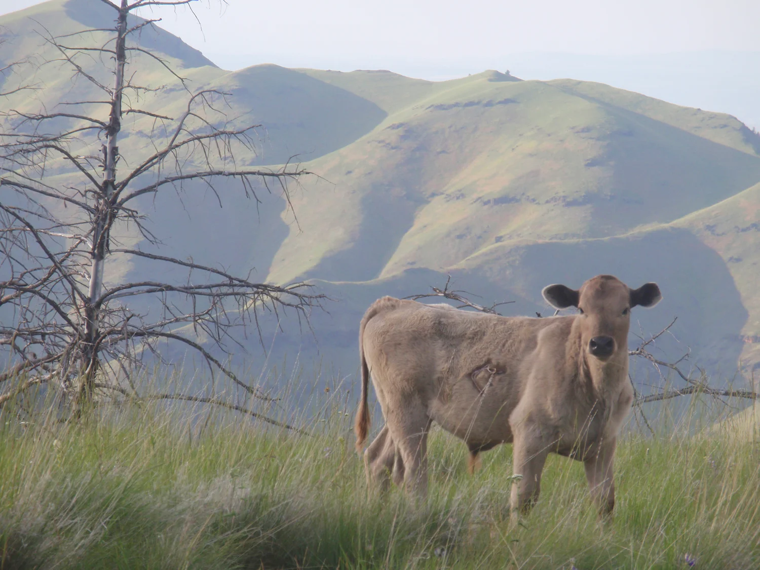 grass-fed-beef-summerP7010221.jpg