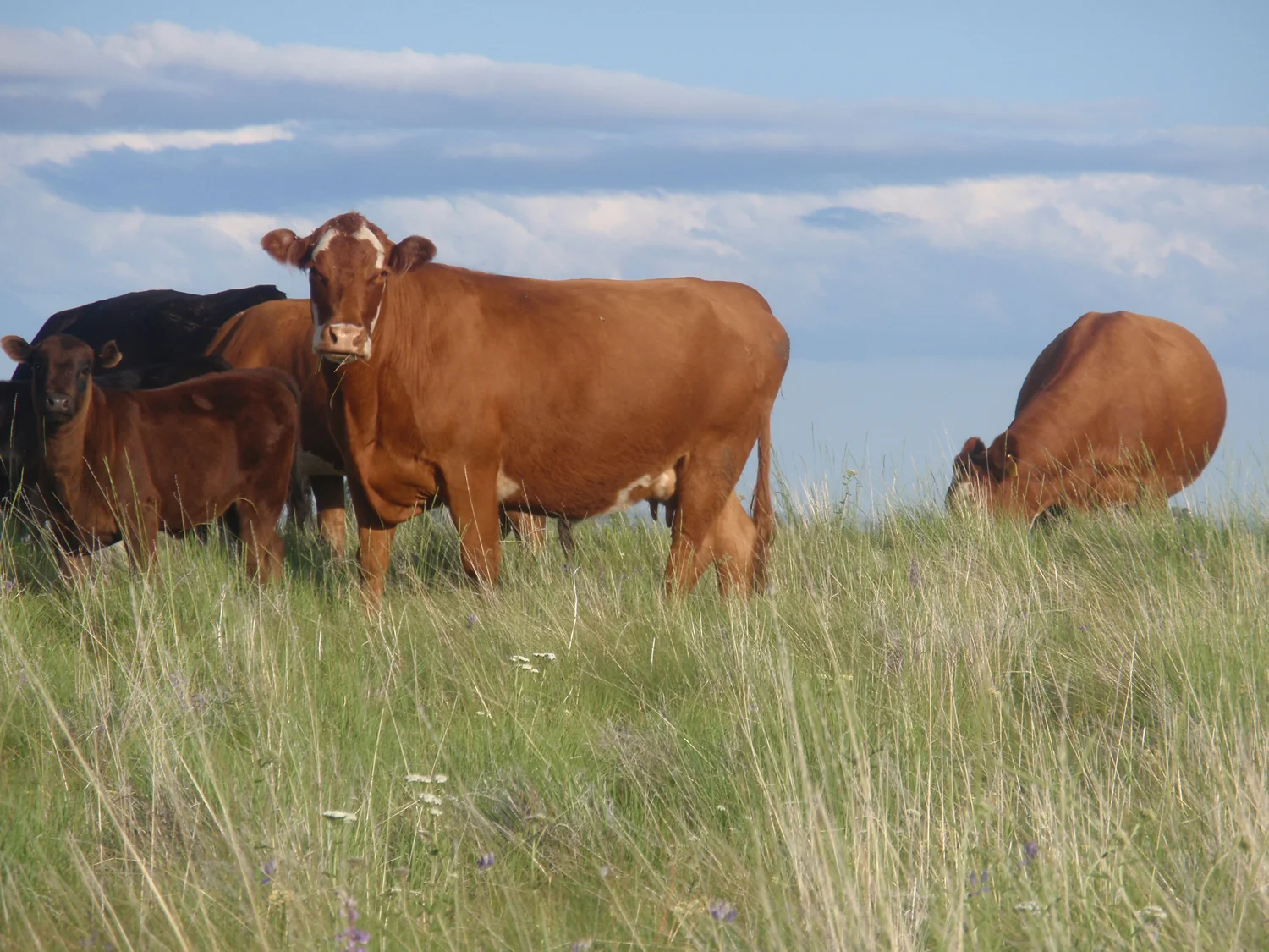 grass-fed-beef-summerP7010224.jpg