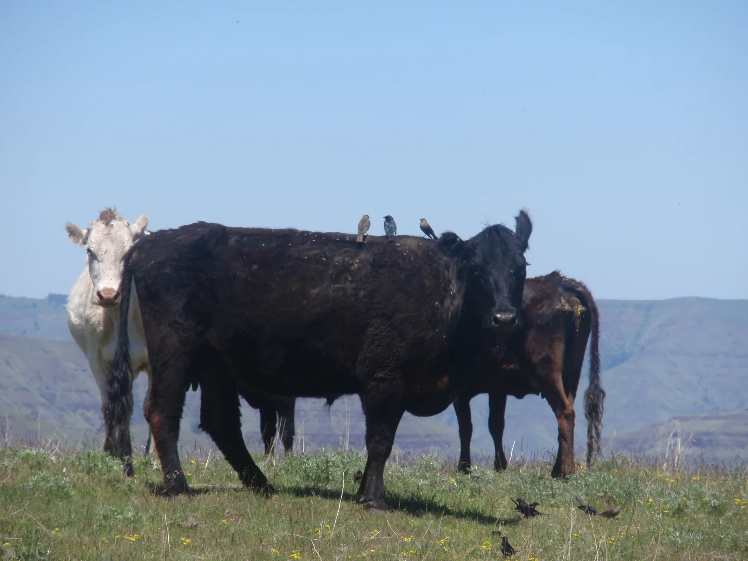 grass-fed-beef-wildlifeP5200121.jpg