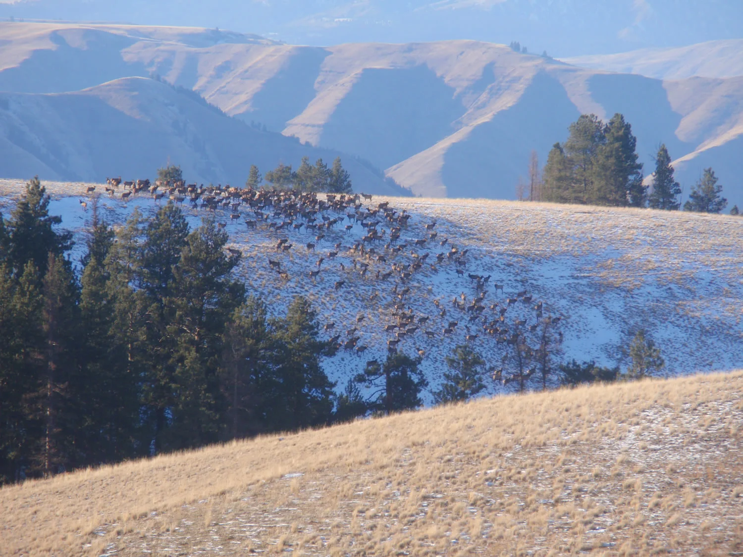 grass-fed-beef-wildlifePC020126.jpg