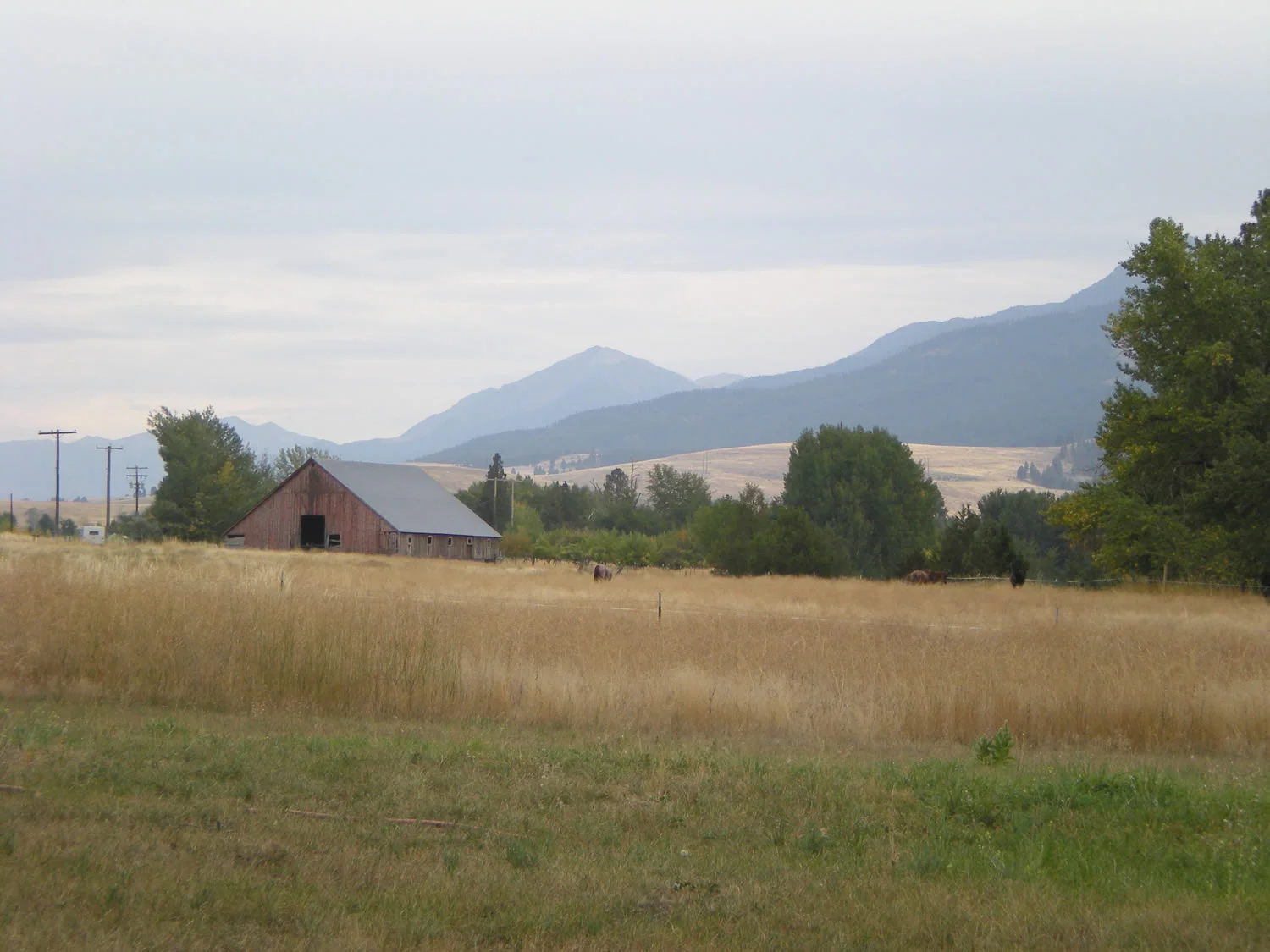 grass-fed-beef-fall044.jpg
