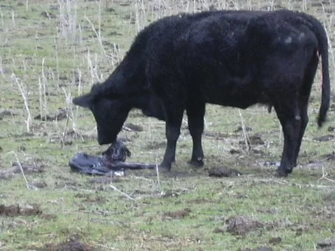 DSCN0053-calf.JPG