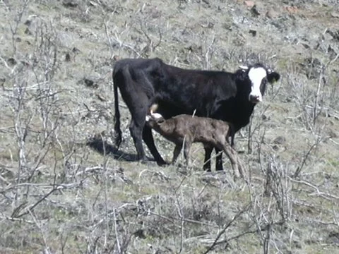 DSCN0053-calf2.JPG