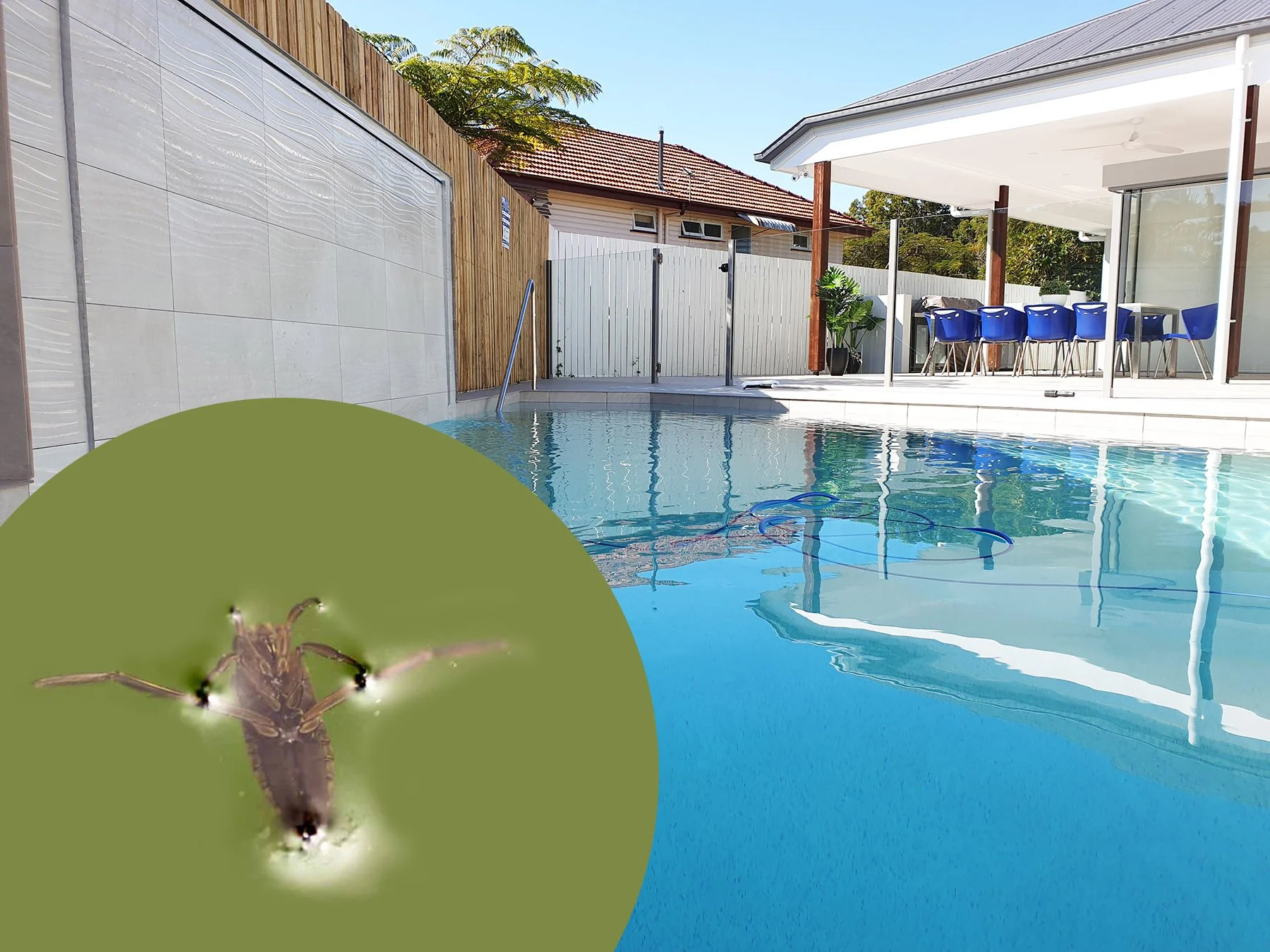 Water bugs in your pool