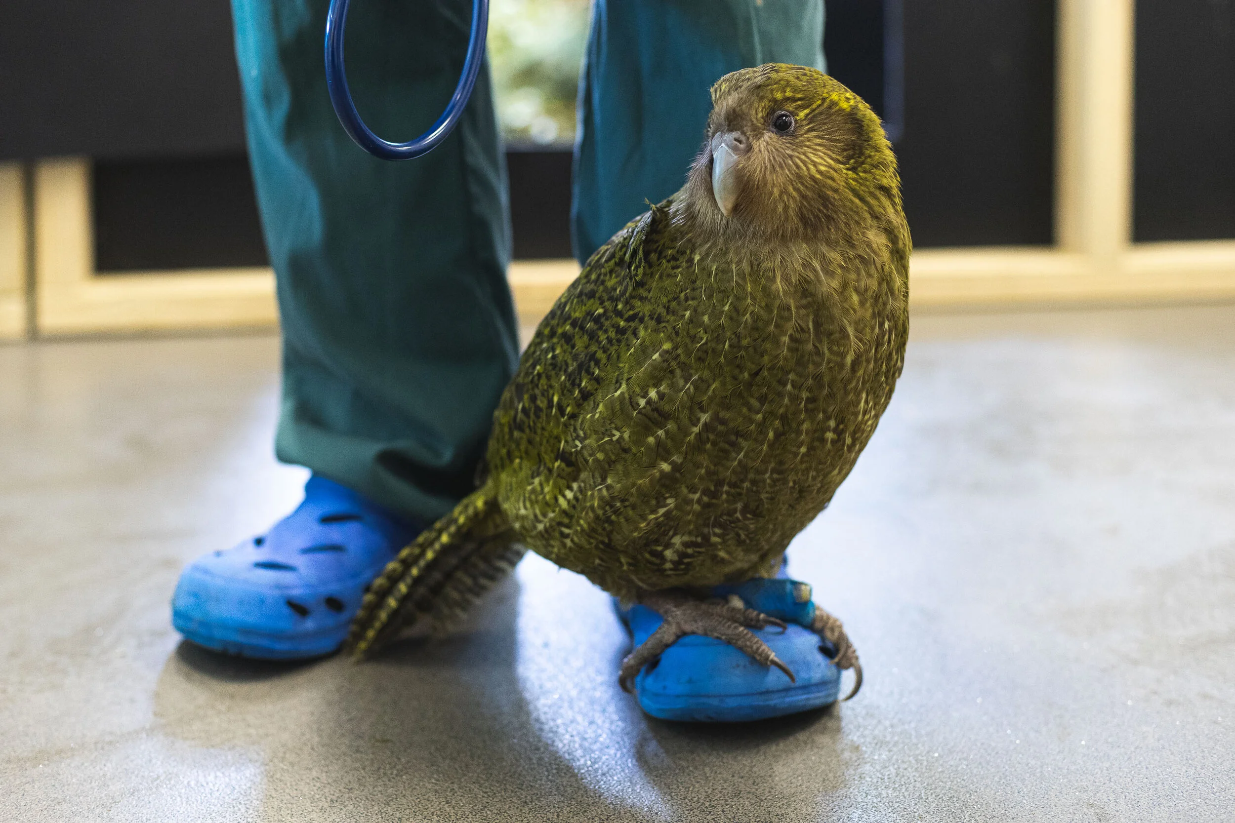 Kakapo, Our Auckland Magazine