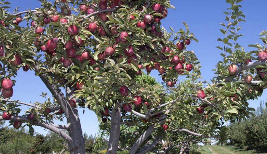 applepicking.jpg
