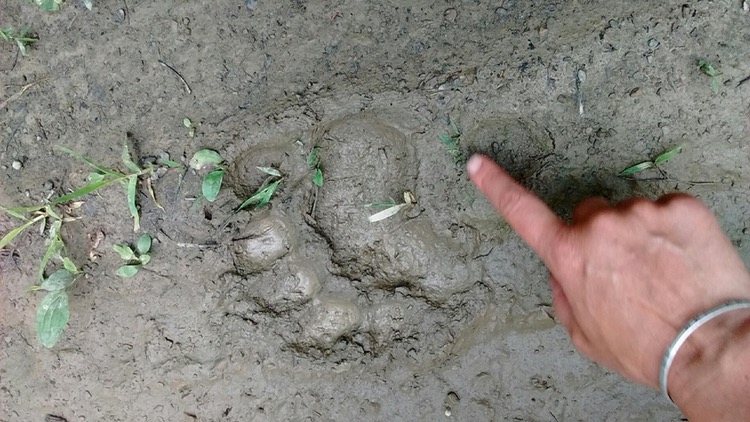 arnot-bear-print.jpg