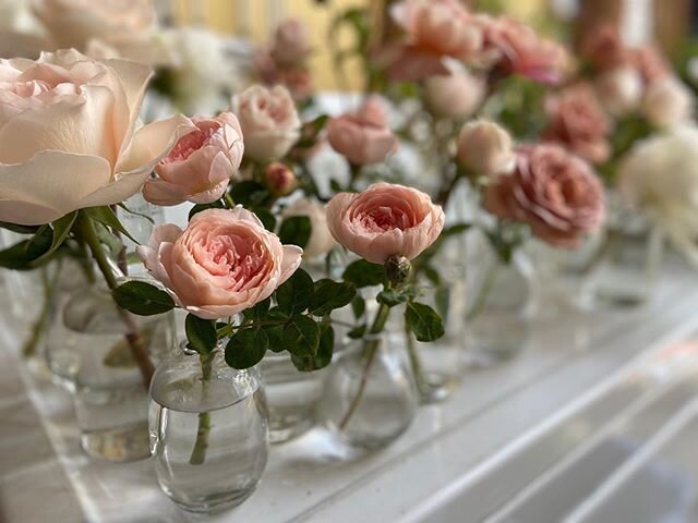 Pretty bud vases all in a row. 
With @gracerosefarm roses

#gardenroses #gracerosefarm #weddingflowers #bridalflowers #budvasecenterpieces