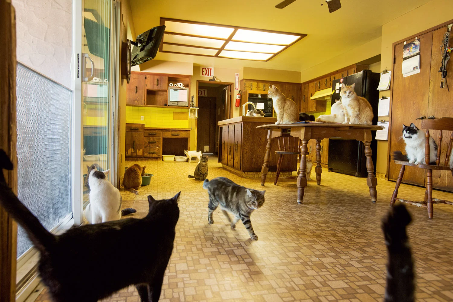 Home to 700+ cats & kittens