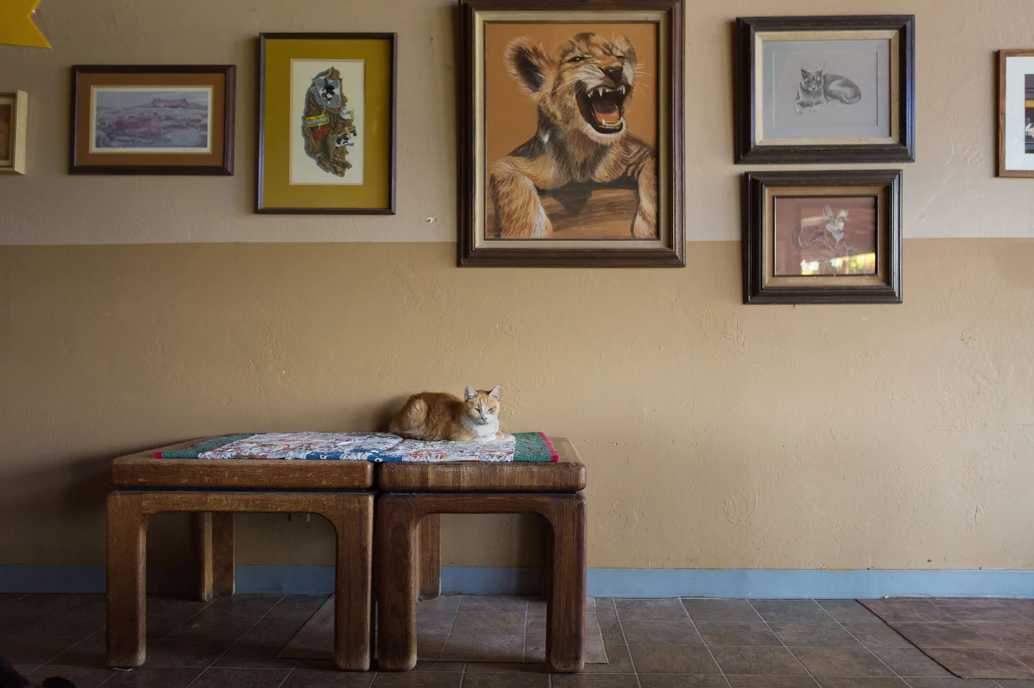 130330_catkingdom-005.jpg