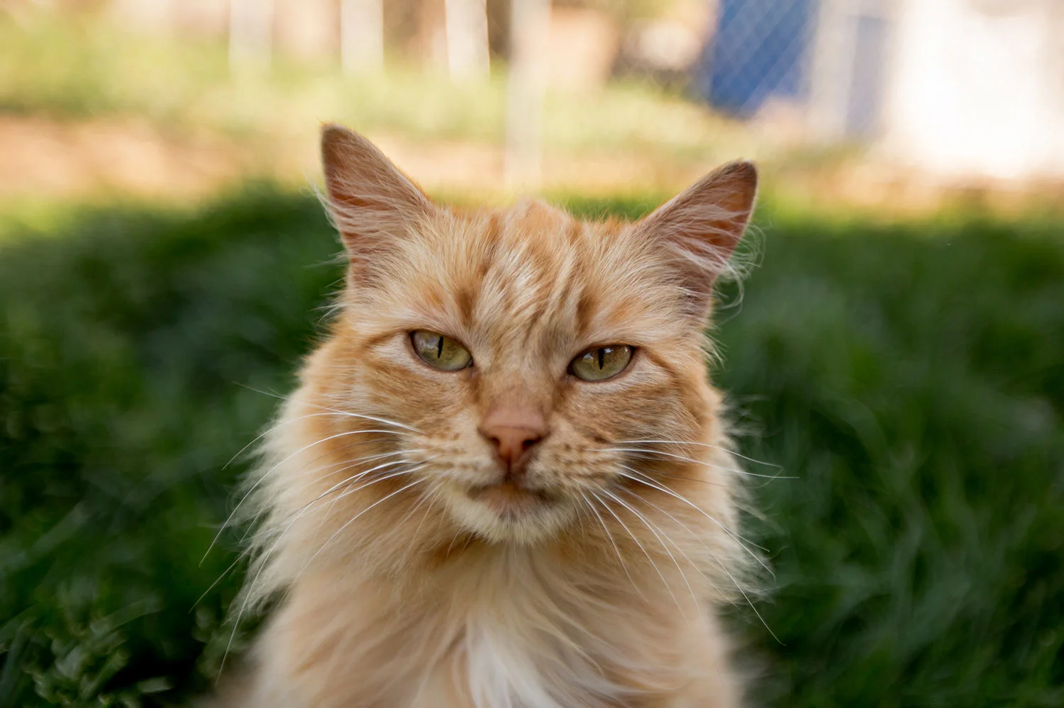 130330_catkingdom-010.jpg