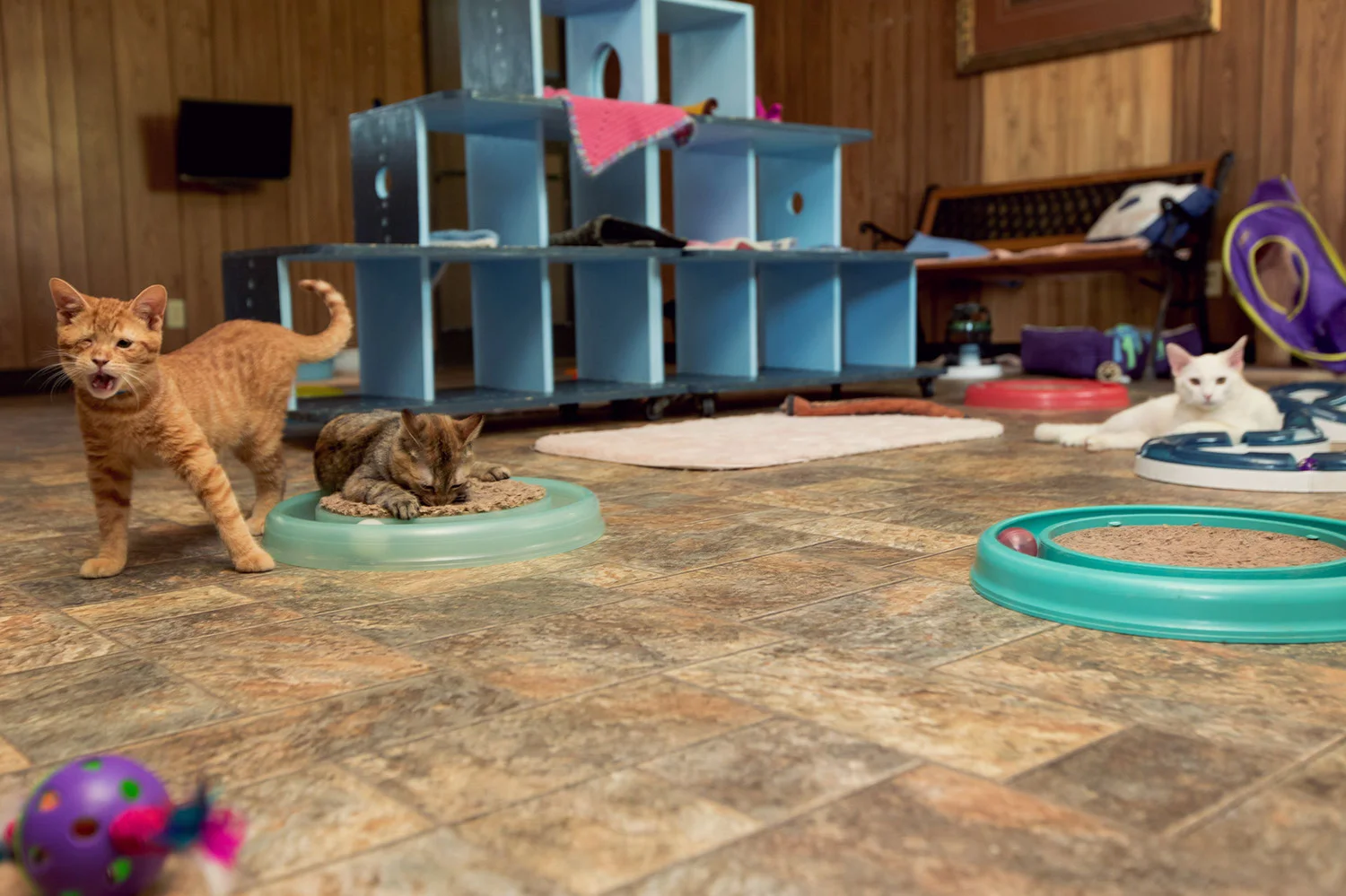130330_catkingdom-011.jpg