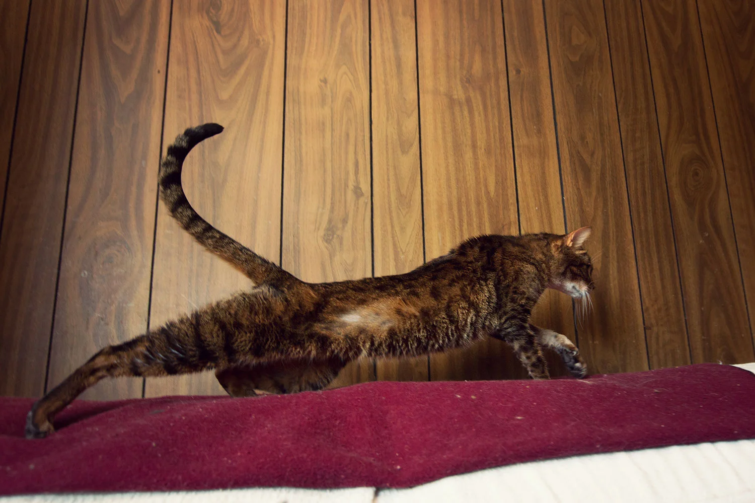 130330_catkingdom-013.jpg
