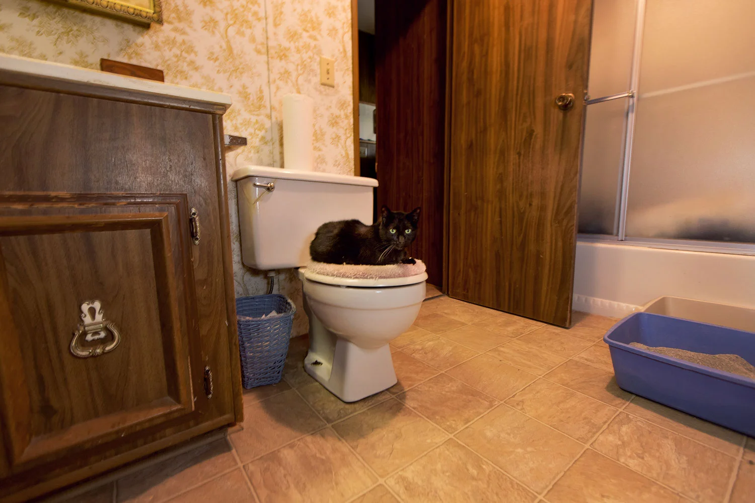 130330_catkingdom-015.jpg