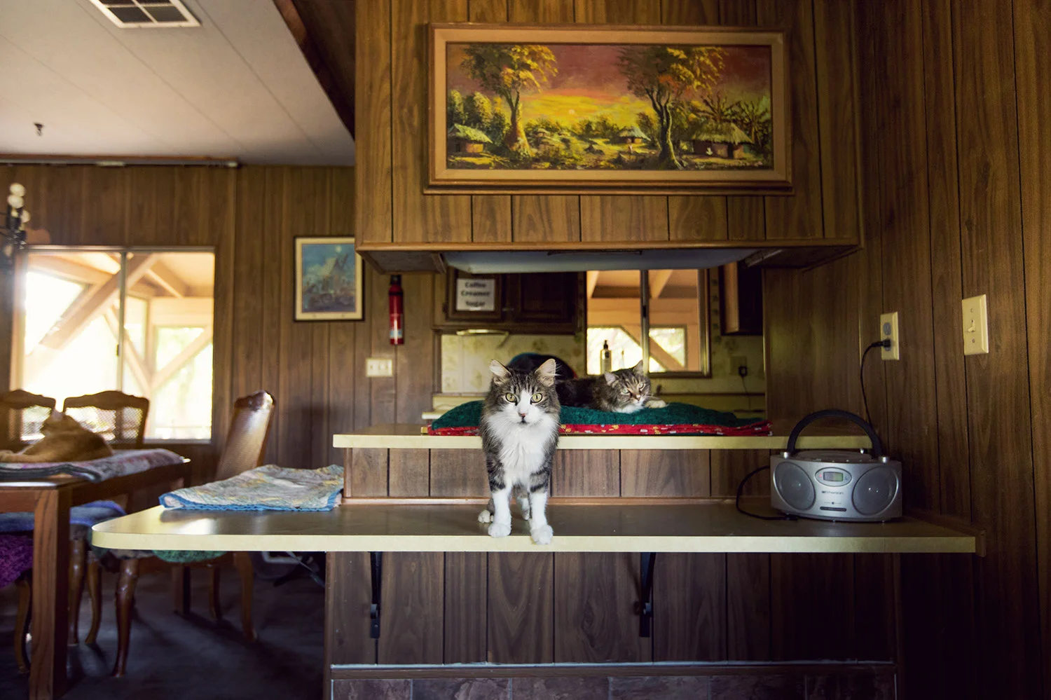 130330_catkingdom-016.jpg