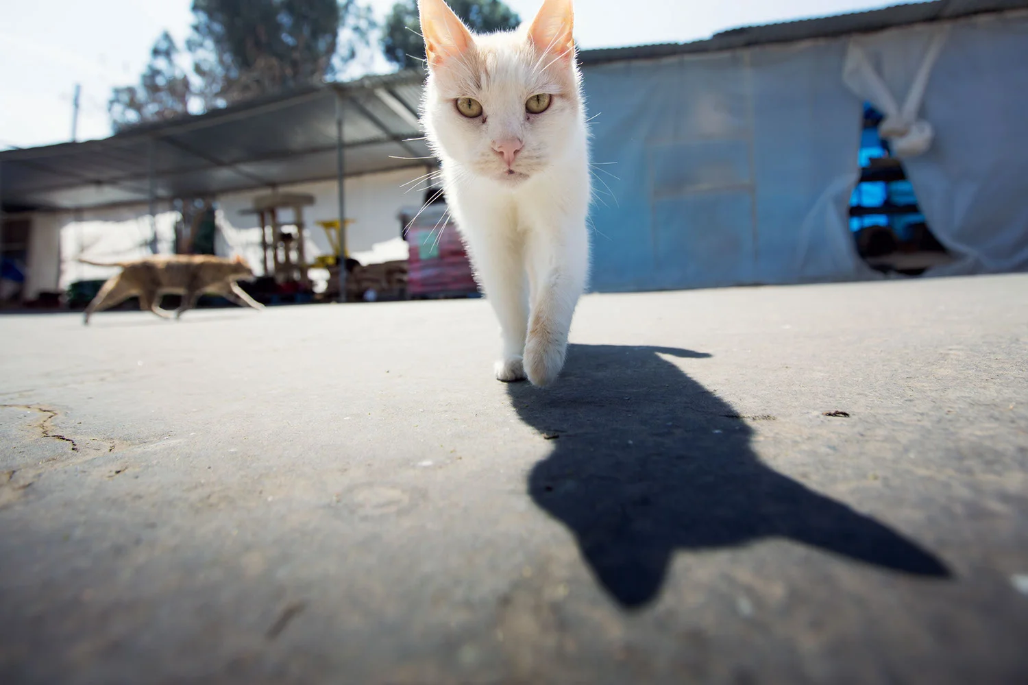 130330_catkingdom-021.jpg
