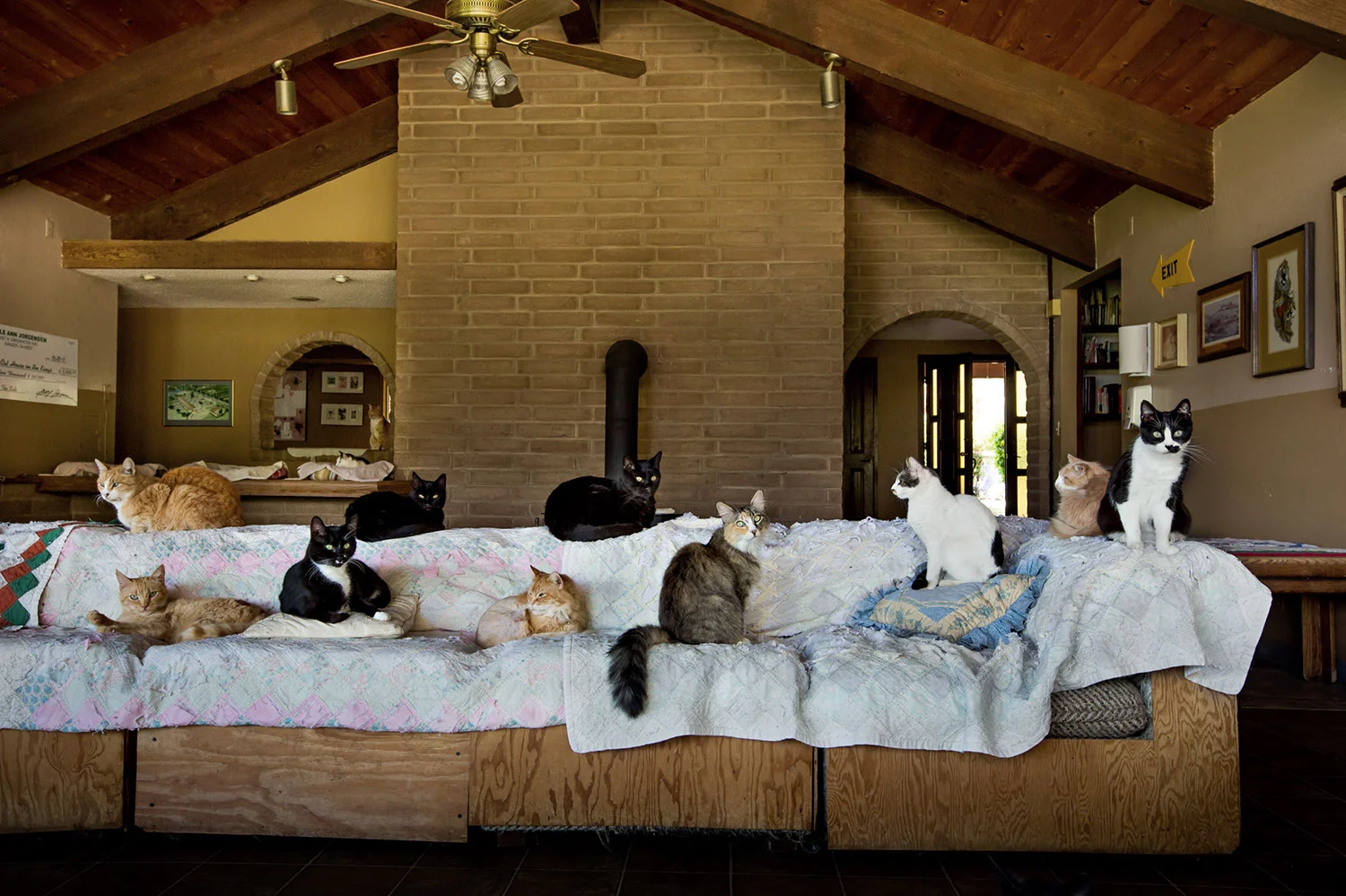 130330_catkingdom-025.jpg