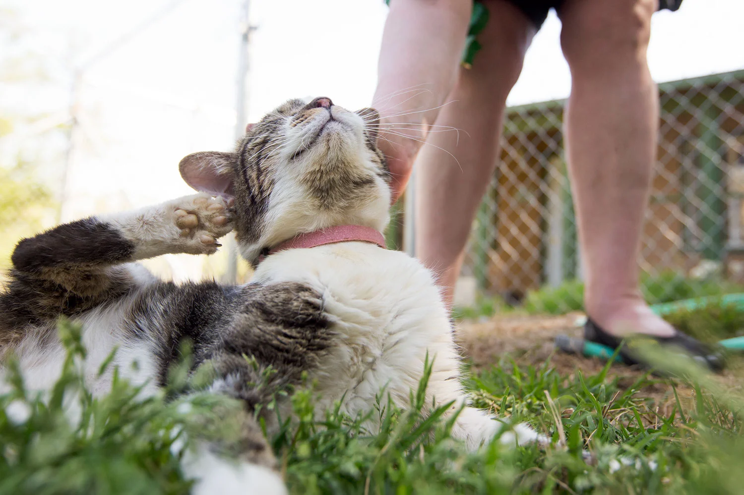 130330_catkingdom-030.jpg