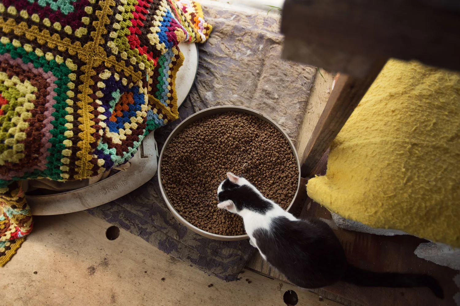 130330_catkingdom-033.jpg
