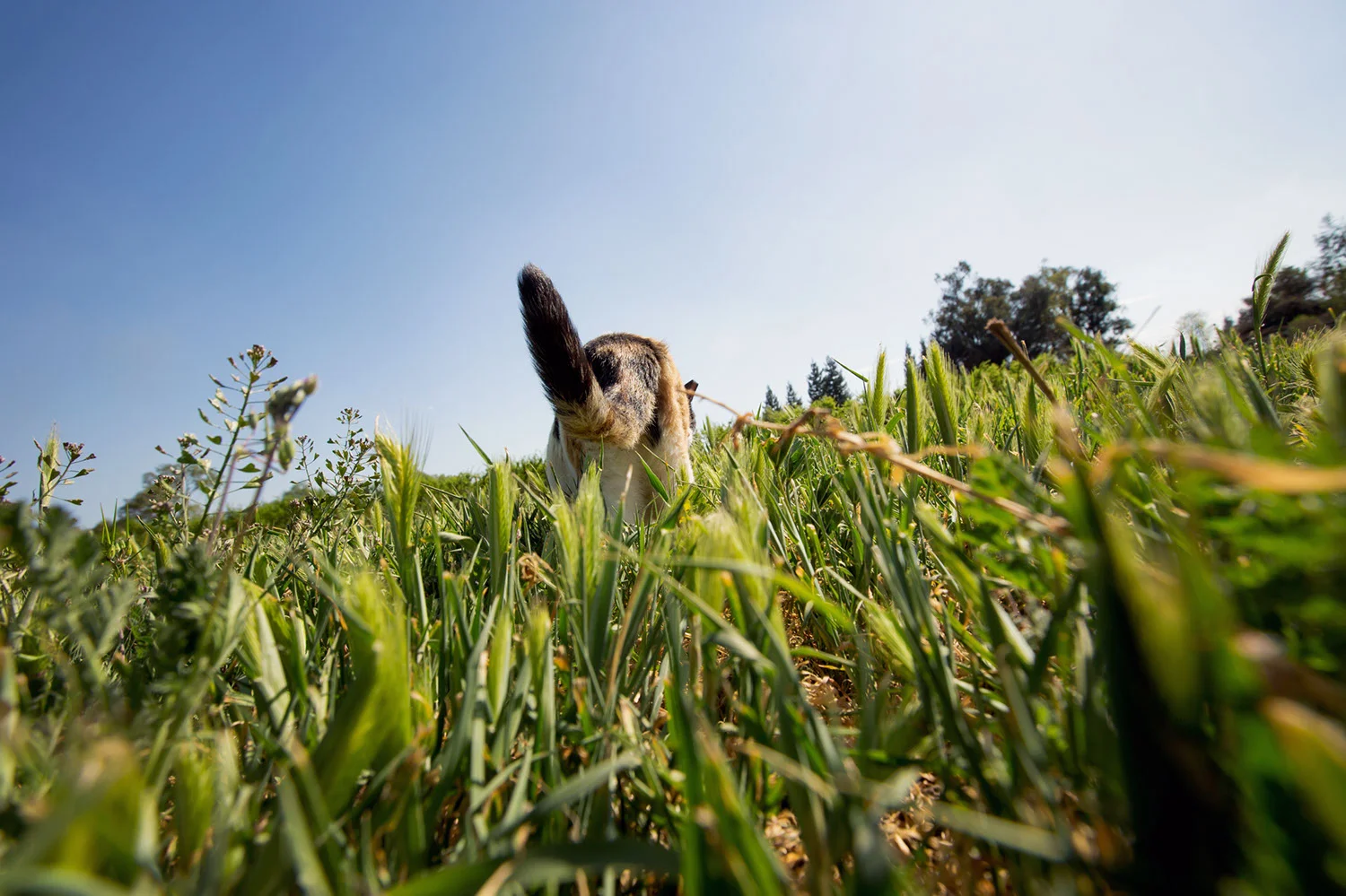 130330_catkingdom-035.jpg
