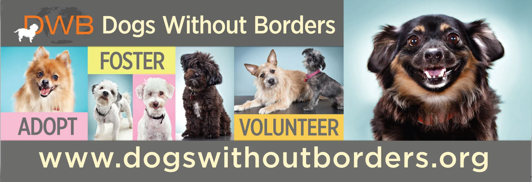 Dogs-Without-Borders.jpg
