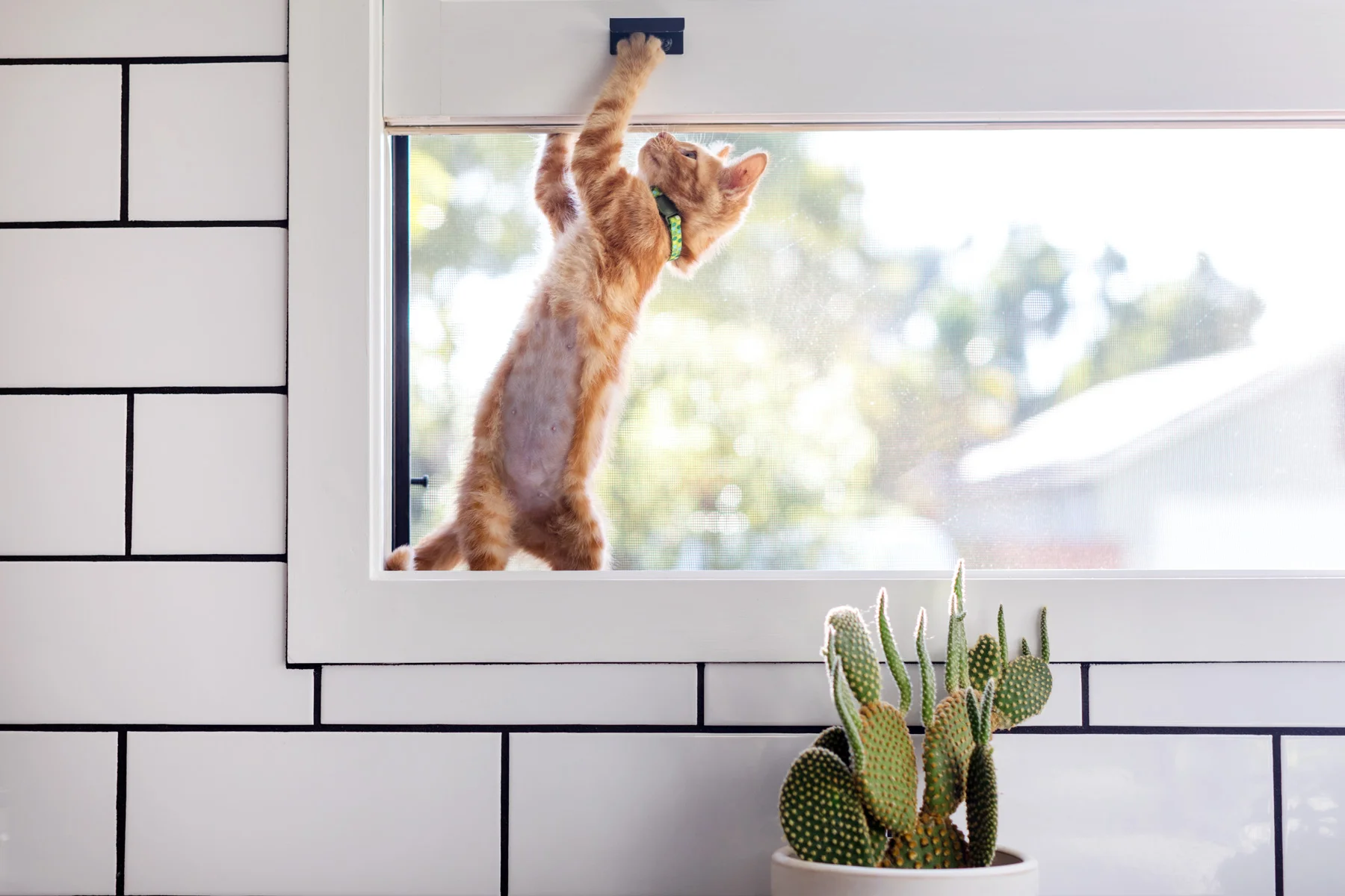 171027_FoundAnimals-803.jpg