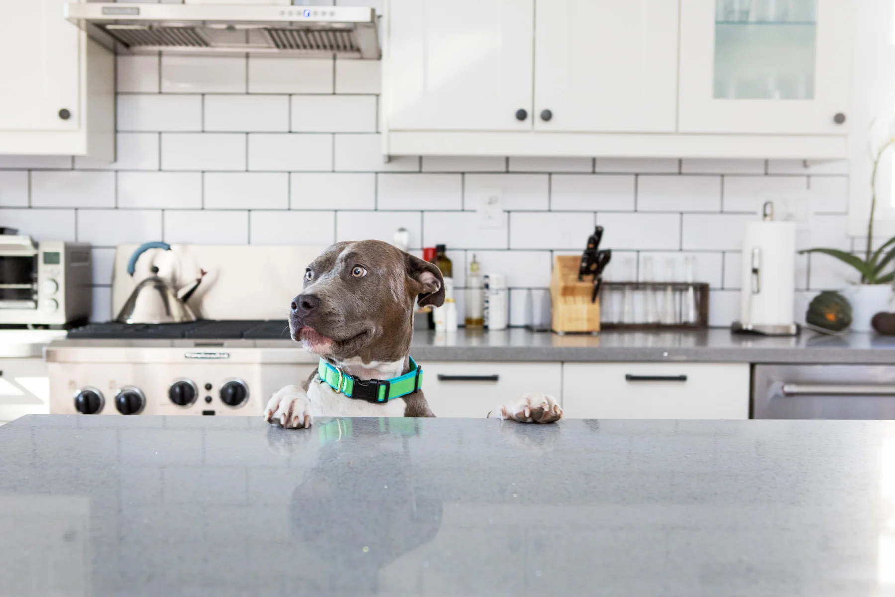 171027_FoundAnimals-766.jpg