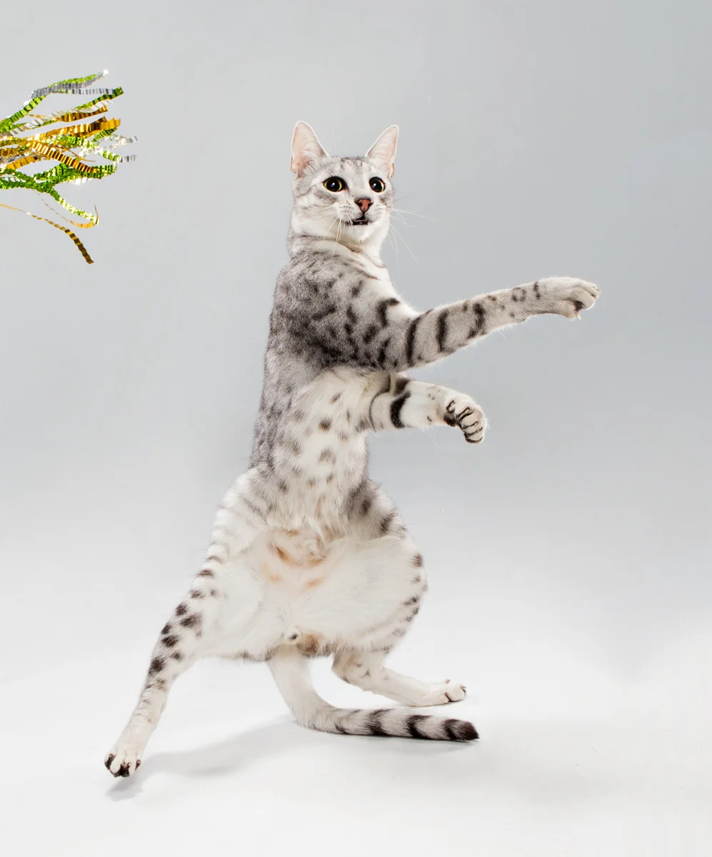 LTSB_CATS_VALENTINES_JUMPS_MAU_1284.jpg