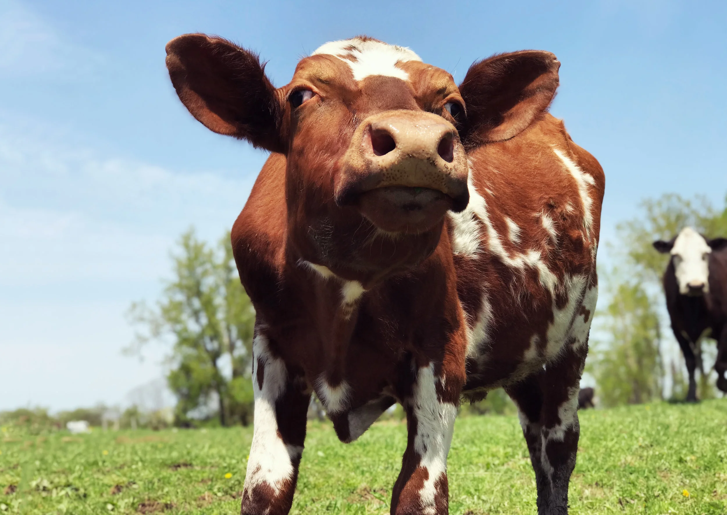 180523_dairycow_1.jpg