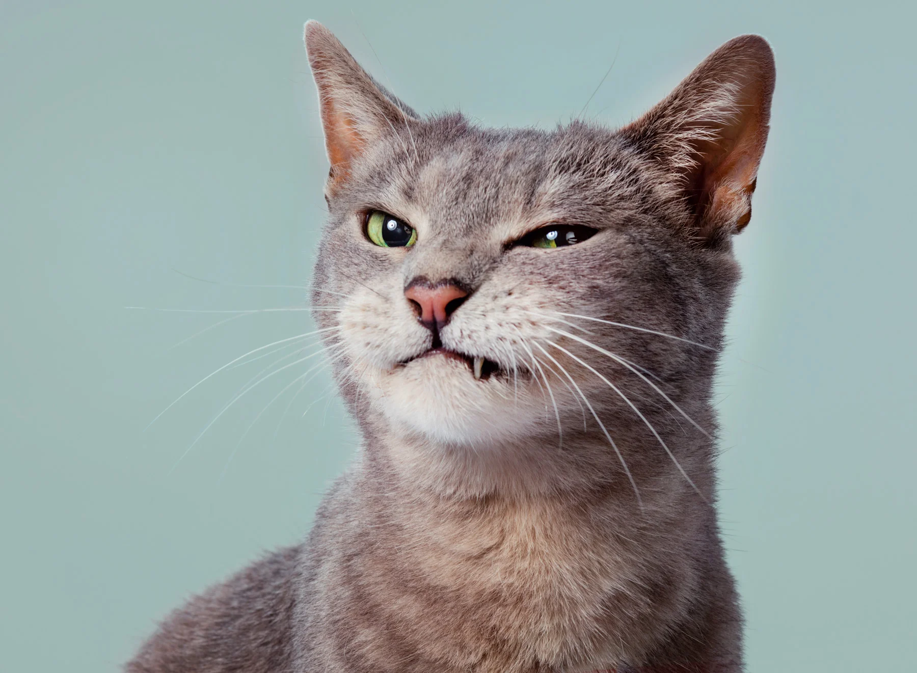 HBR_CatsTooCurious-1571.jpg