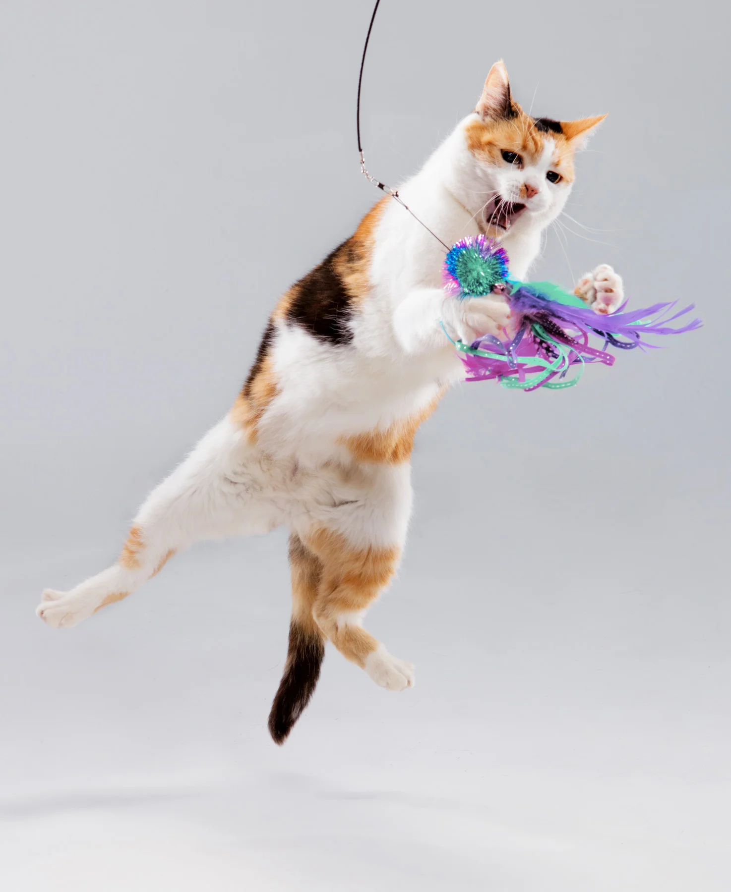 LTSB_CATS_CHRISTMAS_PLAY_1611-2v2.jpg