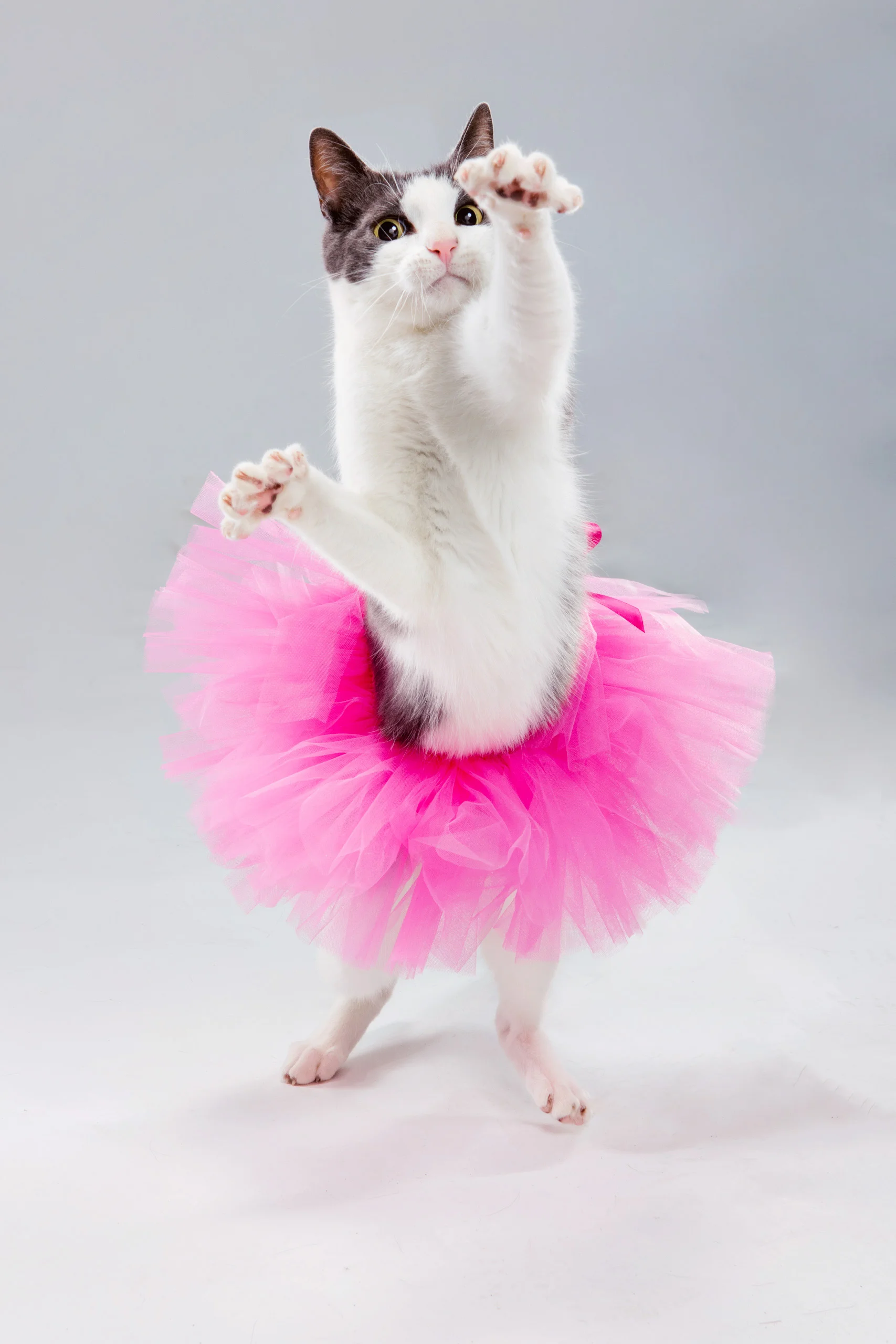 ltsb_cats_easter_play_1926.jpg