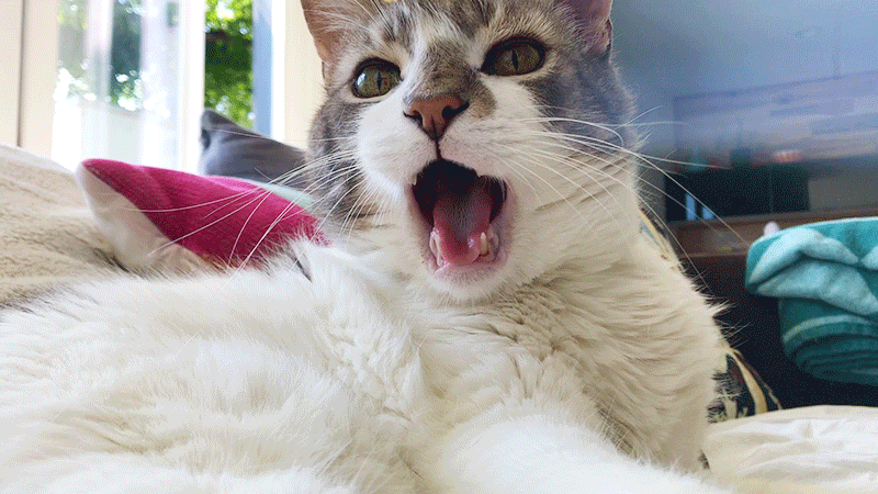 DooYawn_v2.gif