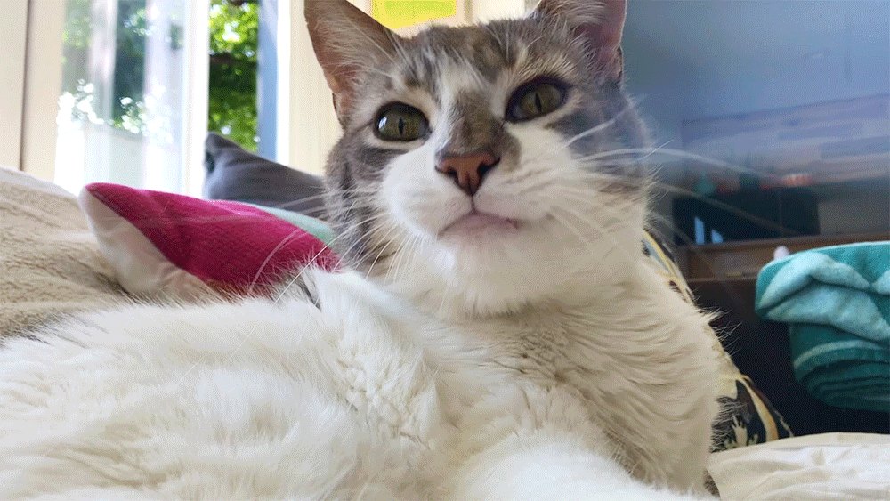 DooYawn_v4.gif
