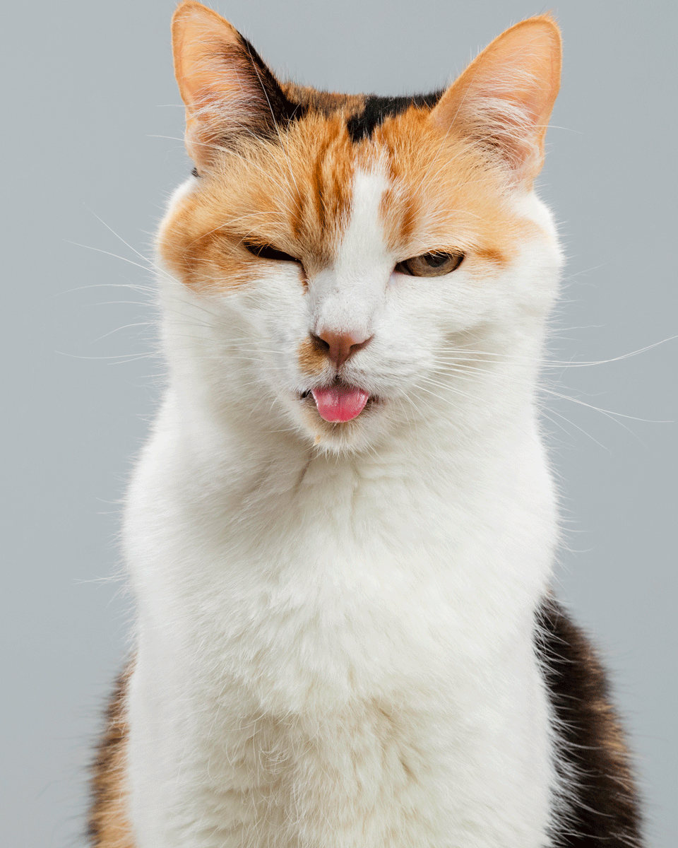 Calico_tongue.gif