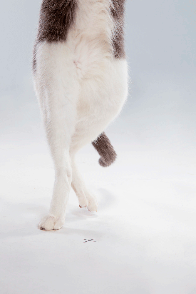 CatDance.gif