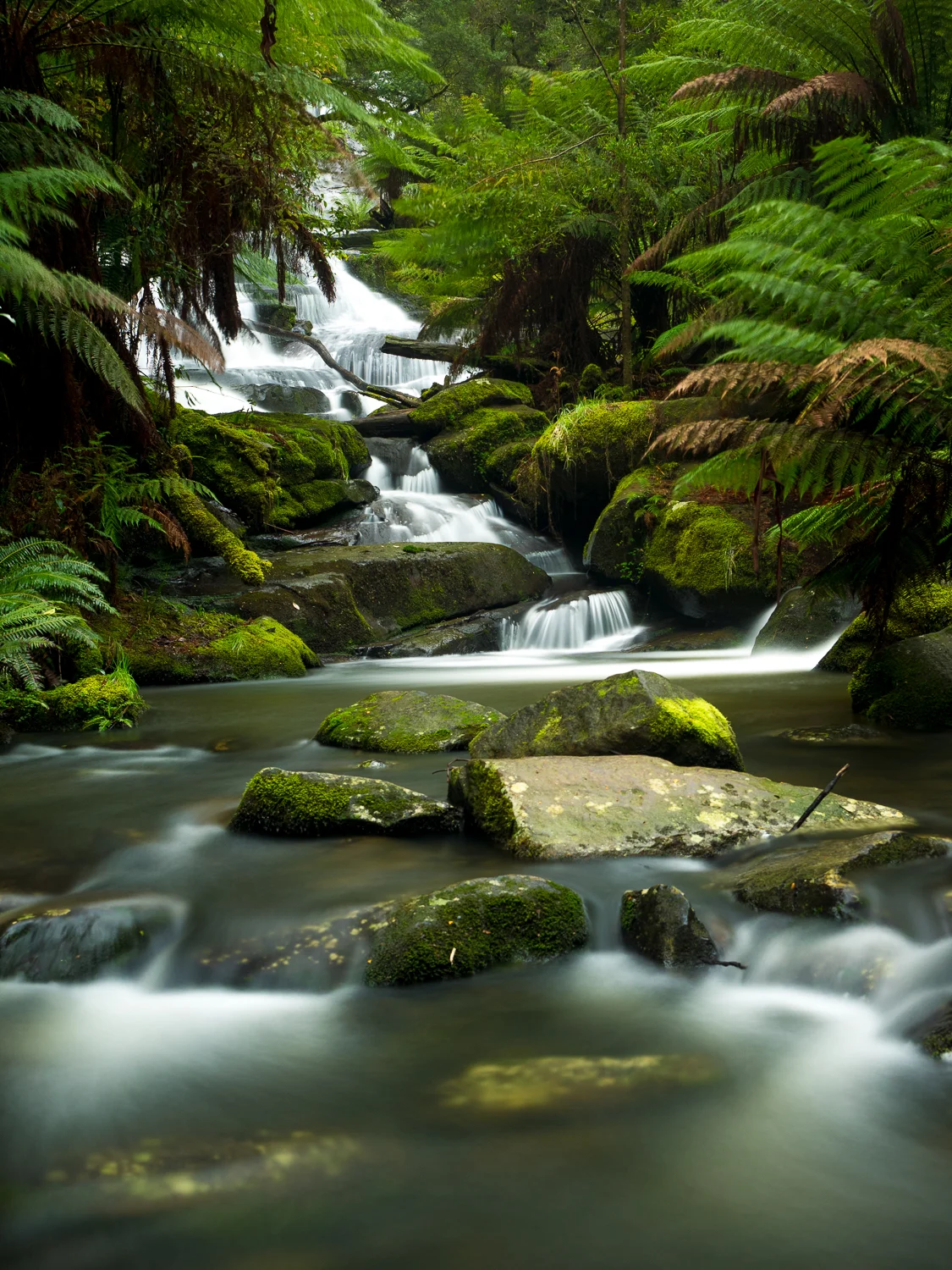 Triplett Falls Beech Forest