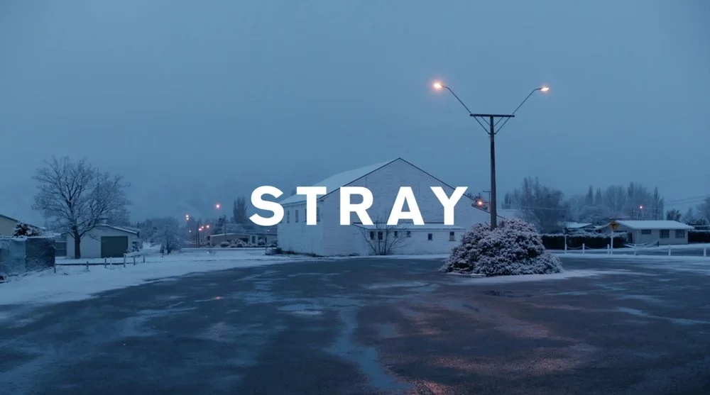 Stray (1).jpg