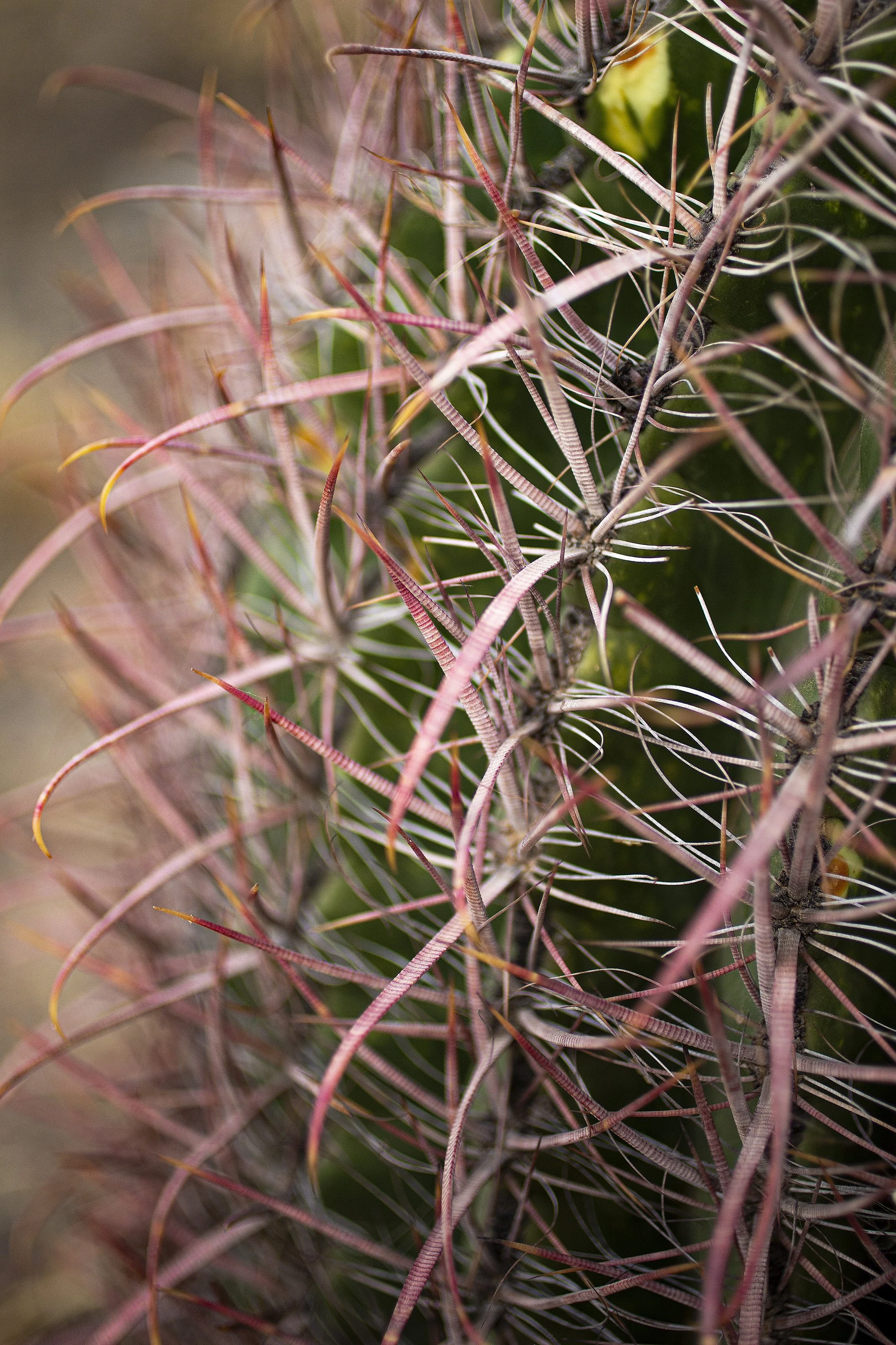  Gateway Trailhead, Saturday, June 4, 2022, in Scottsdale, Arizona.  