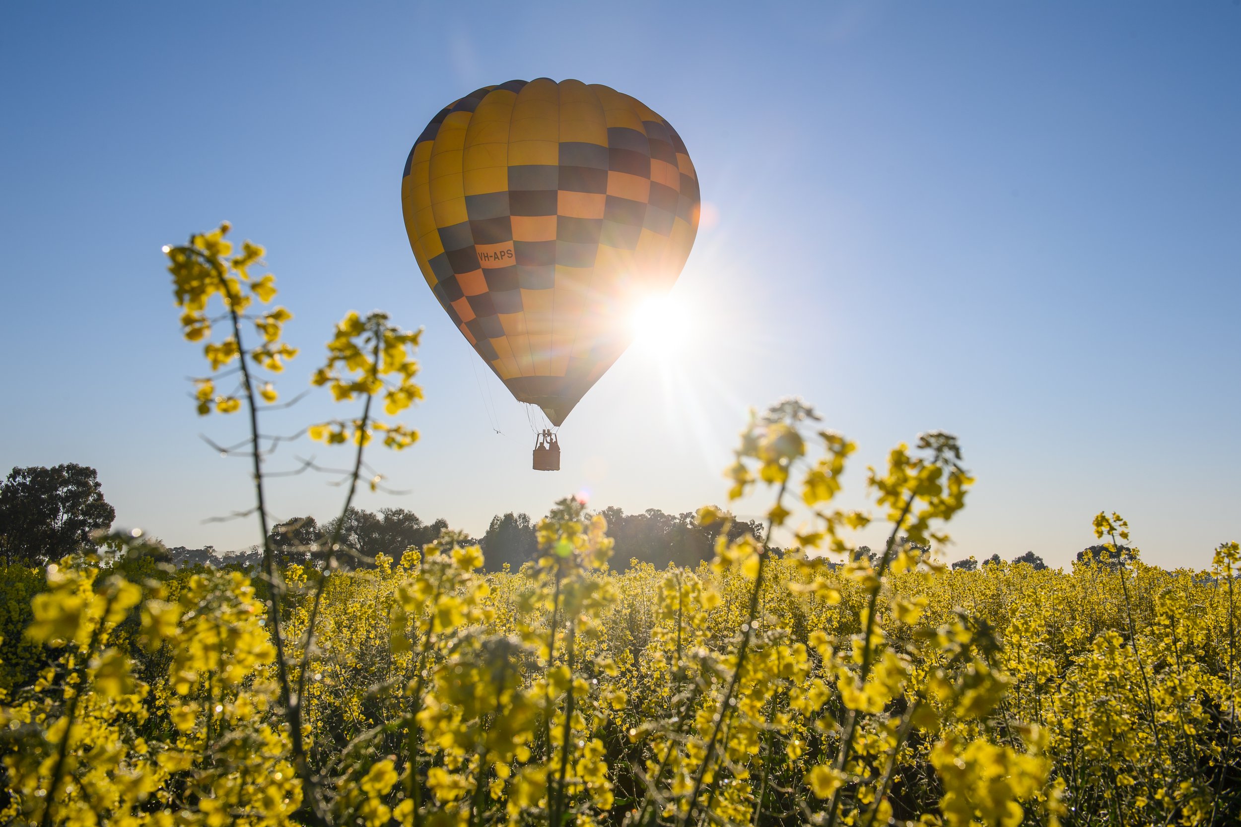  (Photo Mark Jesser) Goorambat near Benalla. 
Goldrush Ballooning operating scenic flights over Canola and Silo art around Goorambat. (Hot air balloon)  --- Canola field. 