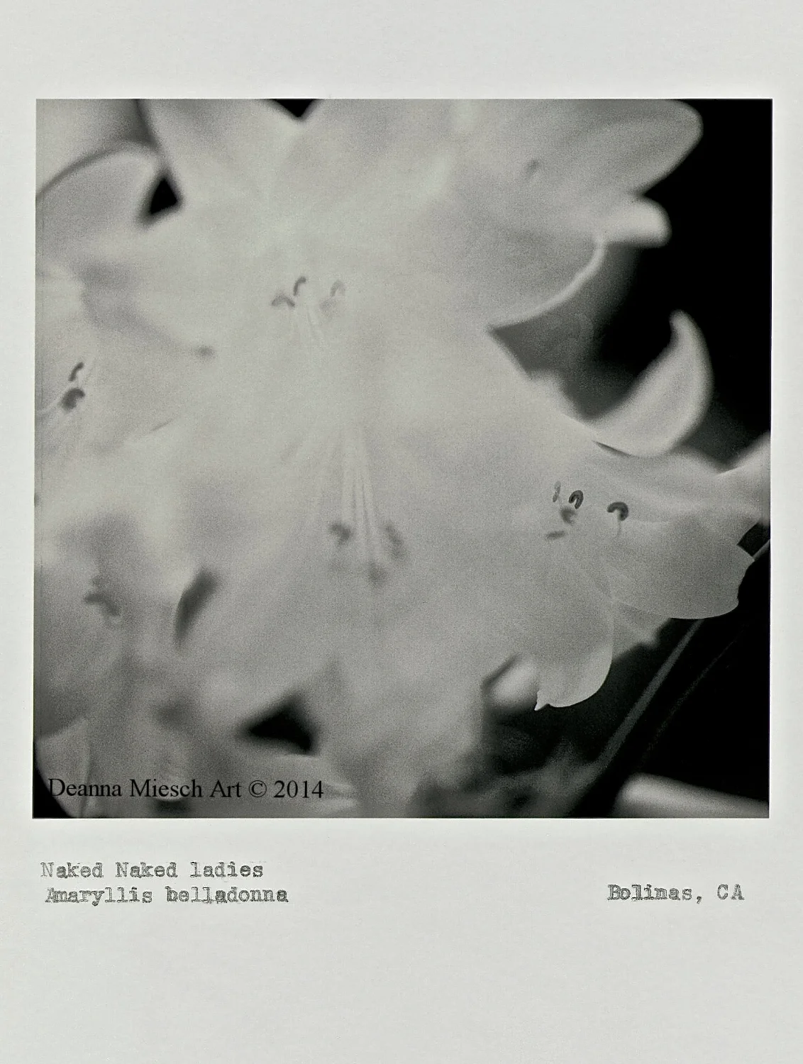 Naked Naked Ladies Amaryllis belladonna