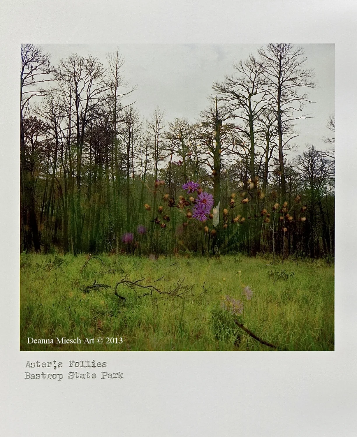 Aster's Follies