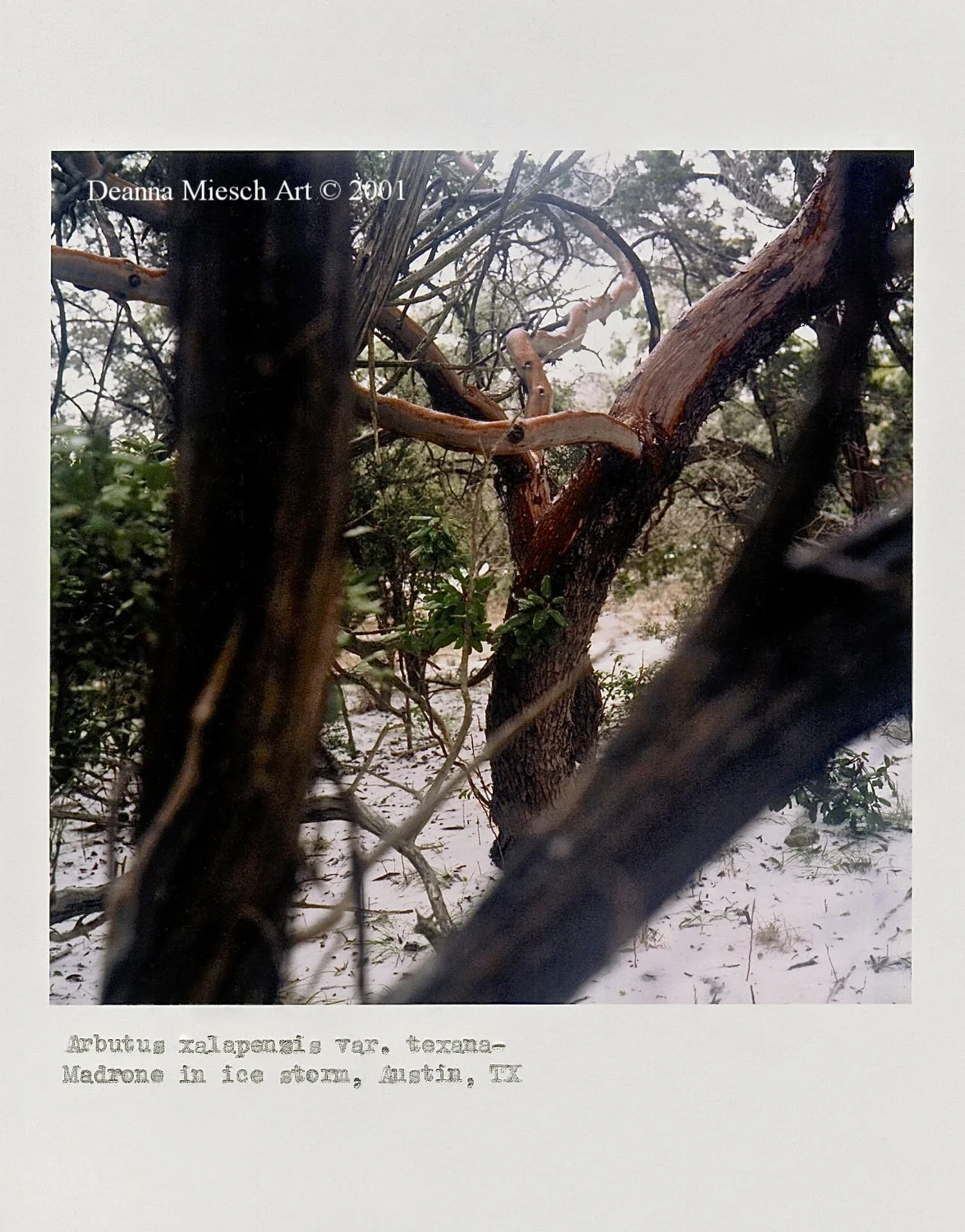 Arbutus xalapensis var. texana- Madrone in ice storm