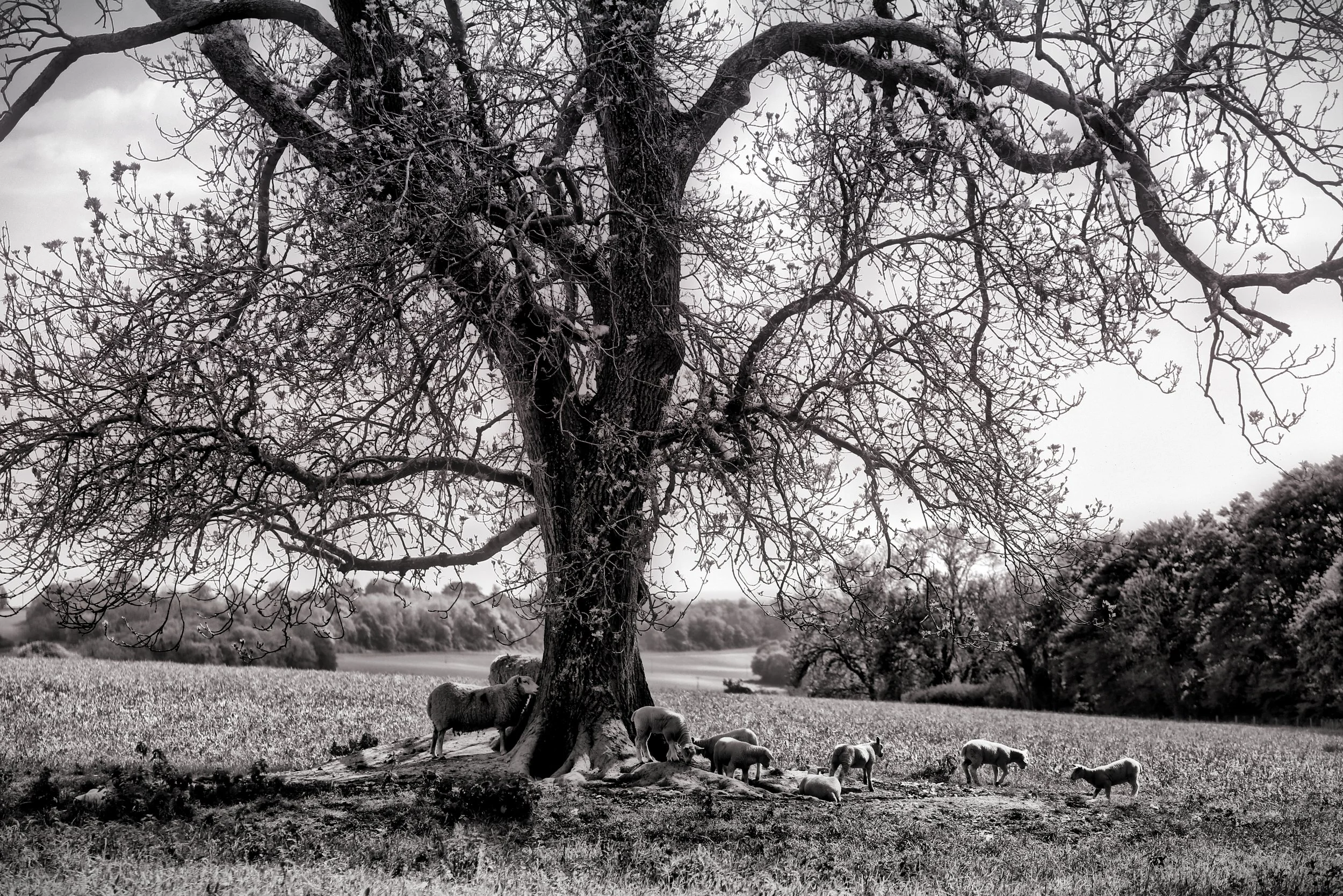 Simply HDR_1463430499255.jpg